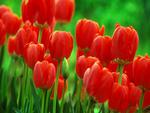 Red-Tulips