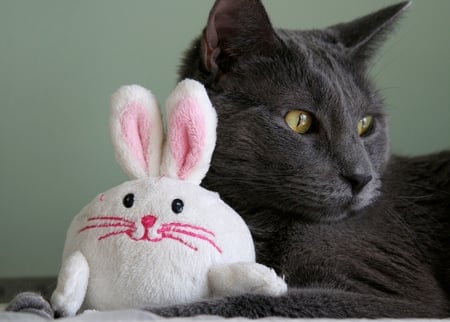 Charlie and Hopsy - white, cat, toy, greeneyes, bunny, black, cute