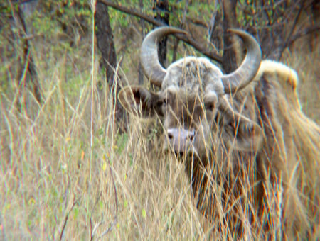 Gaur in long grass - india, cattle, wild, satpura, grass, confidence