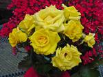 Grandma-Yellow-Rose