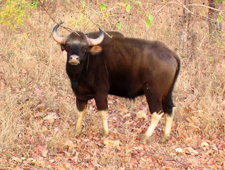 Gaur - cattle, satpura, grass, india, confidence, wild