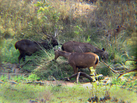 Sambar browsing - bandhavgarh, india, forest, browsing