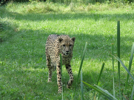 Torbiera Park 02 - cheetah, feline, animals, big cats