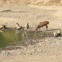 Spotted Deer and Langur at Waterhole