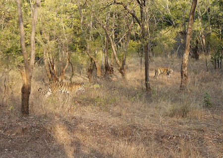 The Start of the Hunt. - india, forest, tiger, hunt, bandhavgarh, wild