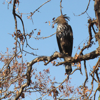 Changeable Hawk Eagle