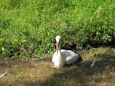 Torbiera Park 04 - nature, natural park, animals, stork