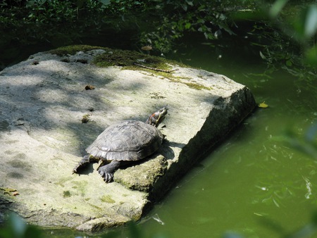 Torbiera Park 05 - nature, water turtle, park, animals