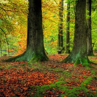 Autumn-HDR