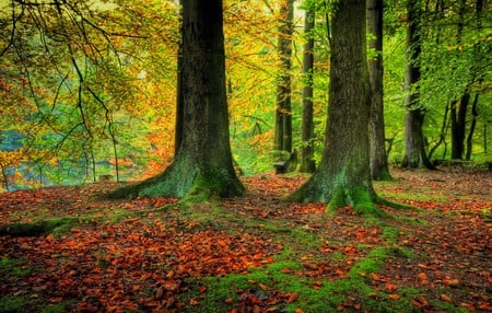 Autumn-HDR - quiet, benches, forest, photo, walk, hdr, nice, trees, beautiful, photography, cool, orange, season, green, autumn, foliage, park, pleasant