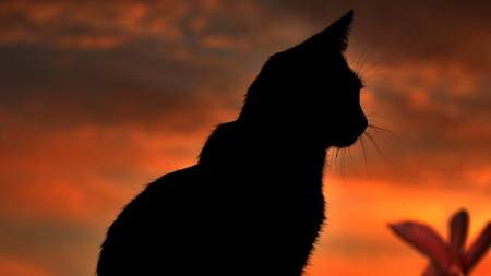 hunting - black, shadows, dark, cat