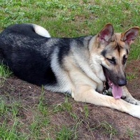 Relaxed German Shepherd