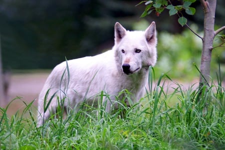 The Lone Wolf - wolves, nature, white wolves, trees, animals, grass