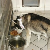 Siberian Husky at a Animal Shelter