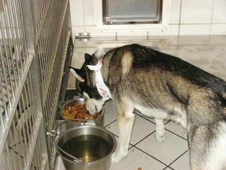 Siberian Husky at a Animal Shelter - nature, shelter animals, siberian huskies, animals