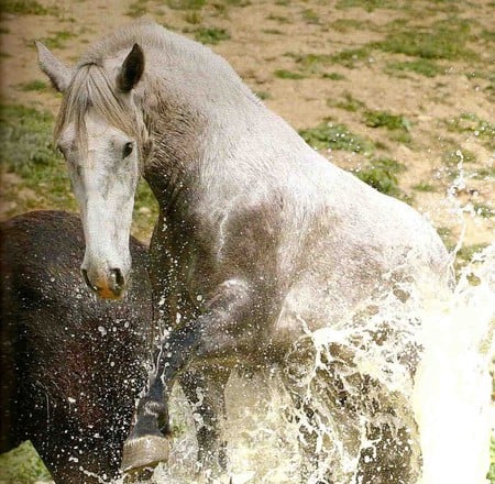 Splashing Out - horses, spanish, grey, andalusian, splash