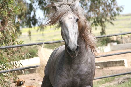 Closer To You - horses, andalusian, spanish, grey