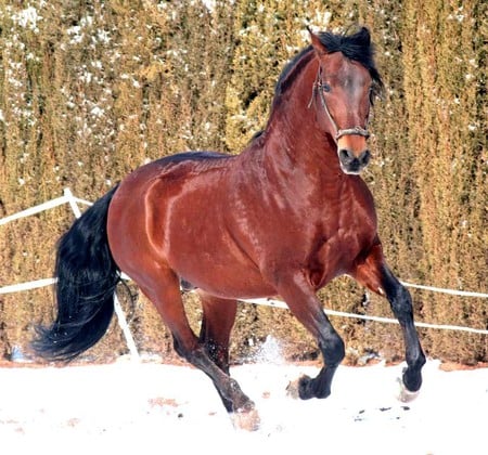 Winter Games - spanish, winter, horses, snow, bay, andalusian