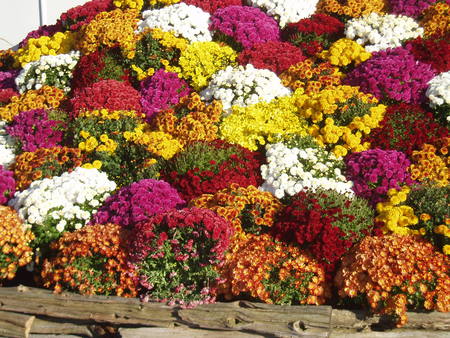 Chrysthanthemums - nature palette, mums, fall, feast for the eyes