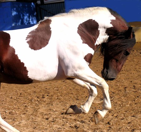 Stubborn Paint - spanish, paint, quarter horse, horses, crossbreed