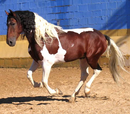 Spanish/Quarter Horse Crossbreed