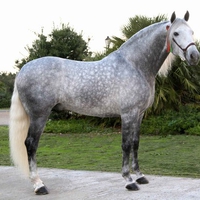 Grey Beauty