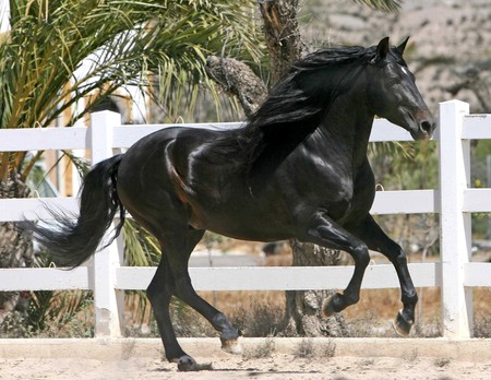 Black Spirit - horses, andalusian, black, spanish