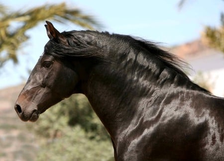 I Go Where The Wind Goes - black, spanish, horses, andalusian