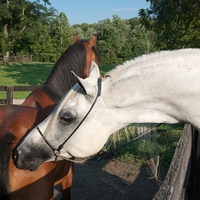 Arabian Stallion Smelling Mare