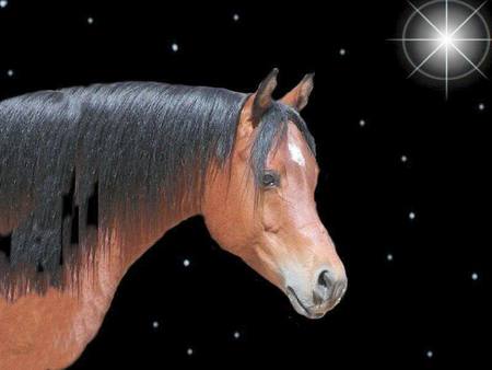 Bay Star - nature, stars, sky, stallions, space, bay horses, arabians