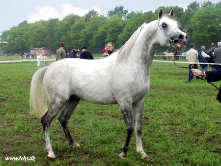 Gray Arabian Horse - arabians, gray arabians, nature, ponies