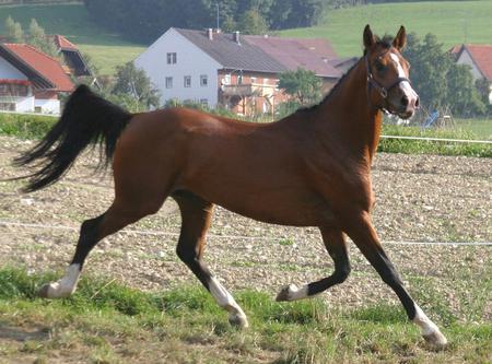 Galloping Brown Colt - nature, ponies, arabians, brown horses, colts