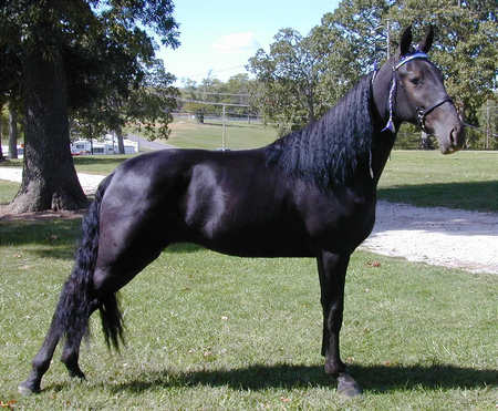 The Black - ponies, nature, arabians, black horses