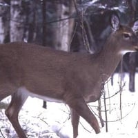 The White-Tailed Deer (Doe)