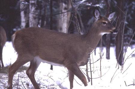 The White-Tailed Deer (Doe) - trees, baby deer, sweet animals, doe, animals, bucks, deer, nature, snow, walking deer, white tailed deer, bucks fighting