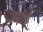 The White-Tailed Deer (Doe)