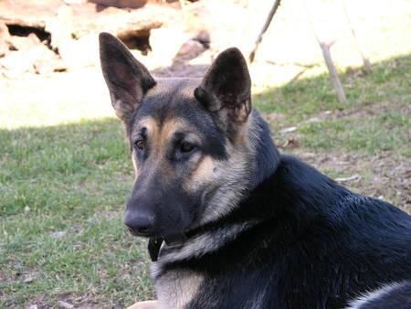 The German Shepherd - german shepherds laying down, animals, rocks, nature, puppies laying down, german shepherds, dogs, german shepherd puppies, grass, puppies