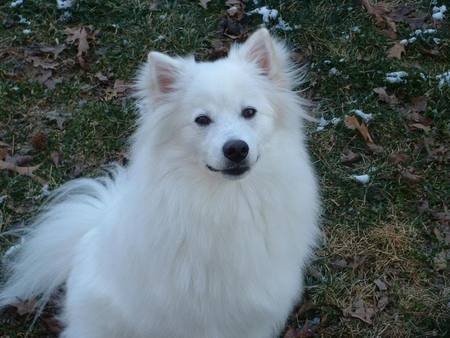 White Fluff Ball of Fun - grass, nature, animals, white dogs