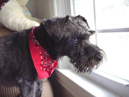 The Schnauzer - nature, terriers, black terriers, schnauzers, animals