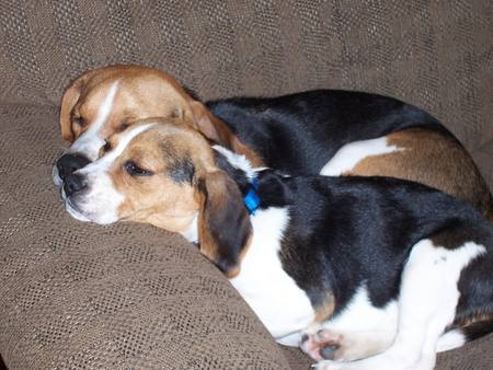 Two Sleeping Beagles - animals, beagles, puppies, beagle puppies, nature