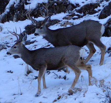 Mule Deer in Snow - animals, bucks, deer, nature, mule deer, snow