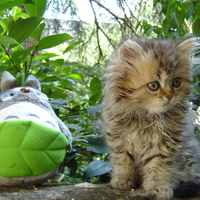 sweet little kitty