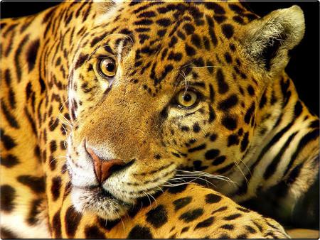 Jaguar!!! - nature, abstract, animals, cats, little cats, jaguar