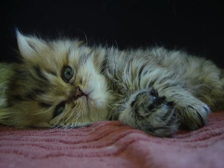 now is my sleeping time.... - cat, longhair, sweet, grey tiger, kitten