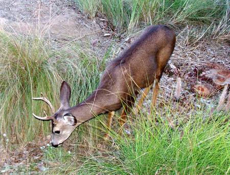 The Rolling Deer - nature, animals, ponds, tall grass, funny animals, bucks, deer, rocks