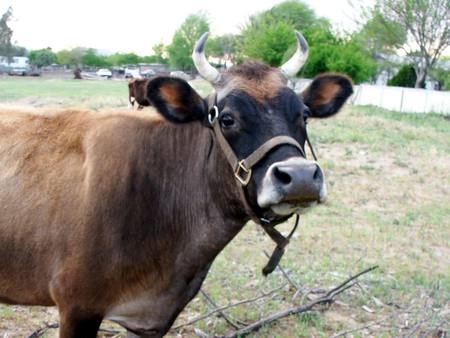 Cow Tied - nature, cattle, baby cow, animals