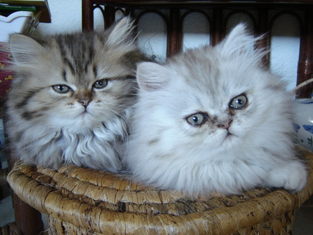 always together... - basket, kittens, cats, together, sweet