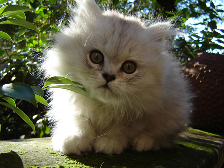 little sweetie - white, sitting, cat, kitty, sweet, little