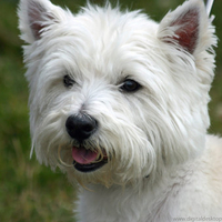 West Highland Terrier (Westie)