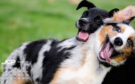 Summer Dogs - nature, summer, dogs, dogs playing